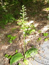 Любка двулистная 002